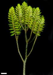 Veronica cockayneana. Sprig. Scale = 10 mm.
 Image: M.J. Bayly & A.V. Kellow © Te Papa CC-BY-NC 3.0 NZ